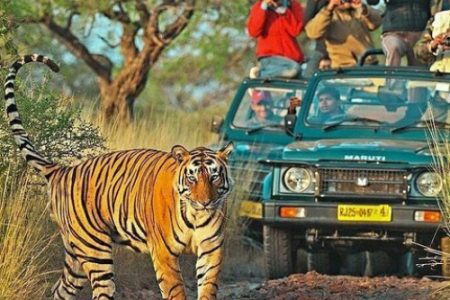 Golden Triangle with Wildlife